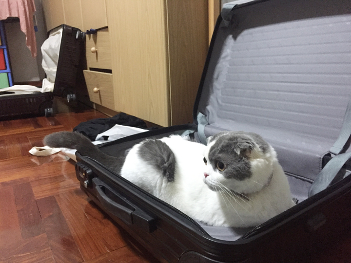 โกเมส แมวเข้าไปนั่งในกระเป๋าเดินทาง