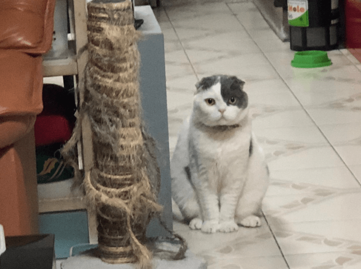 โกเมสแมวคุณชายมาส่งหน้าบ้าน