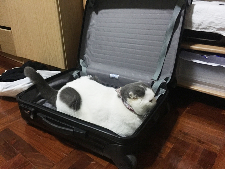 โกเมส แมวในกระเป๋าเดินทาง