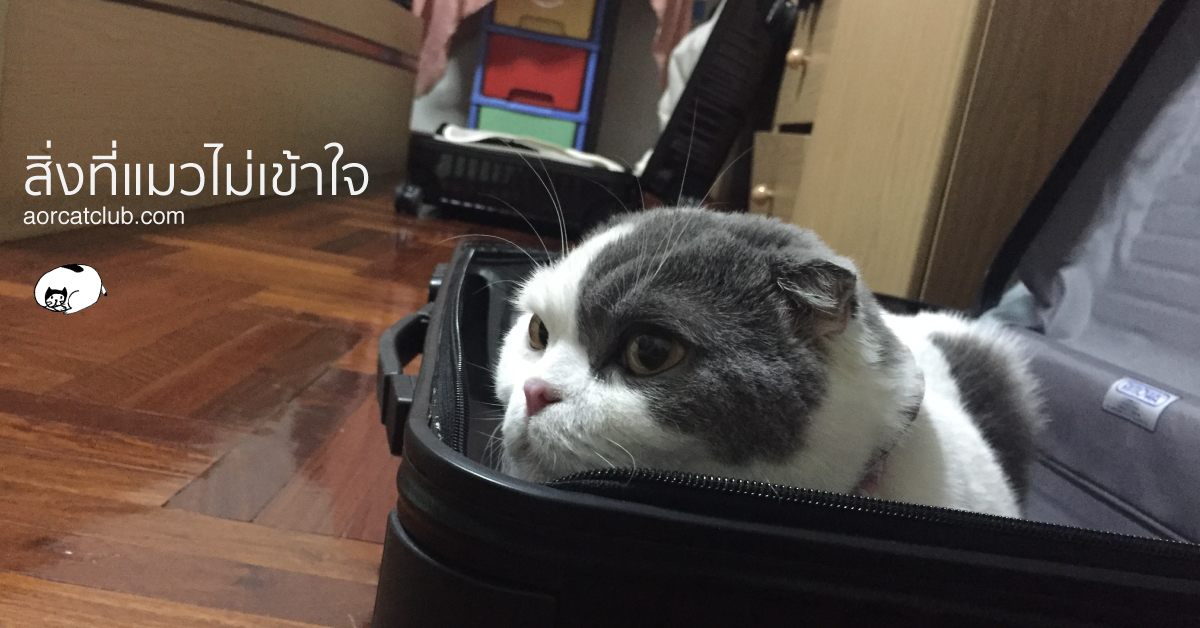 เมื่อหนีแมวไปเที่ยว