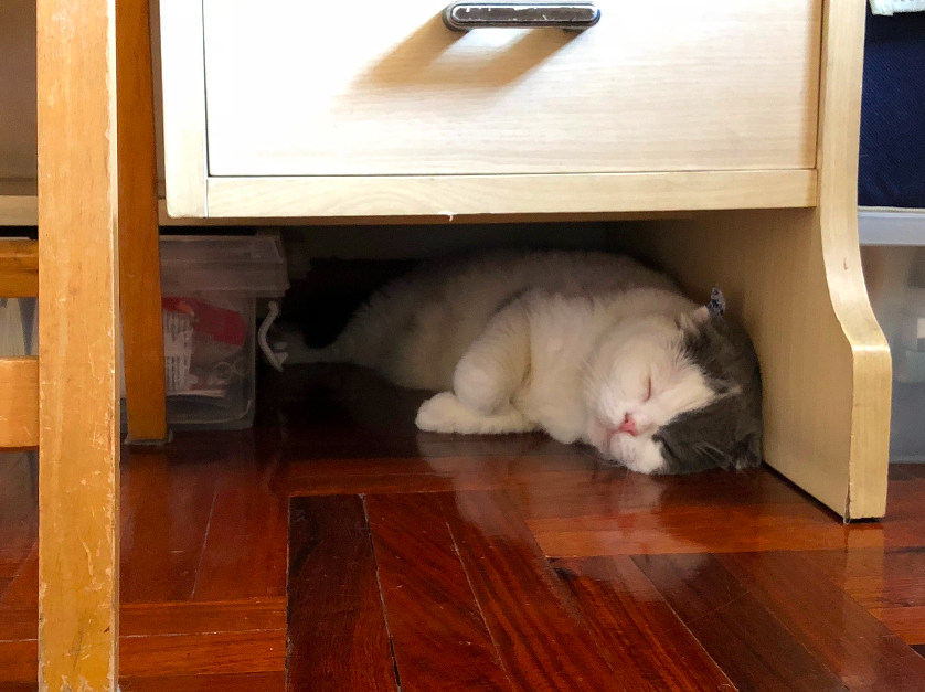 อาหารเม็ดสำหรับแมวแบบไหนดี