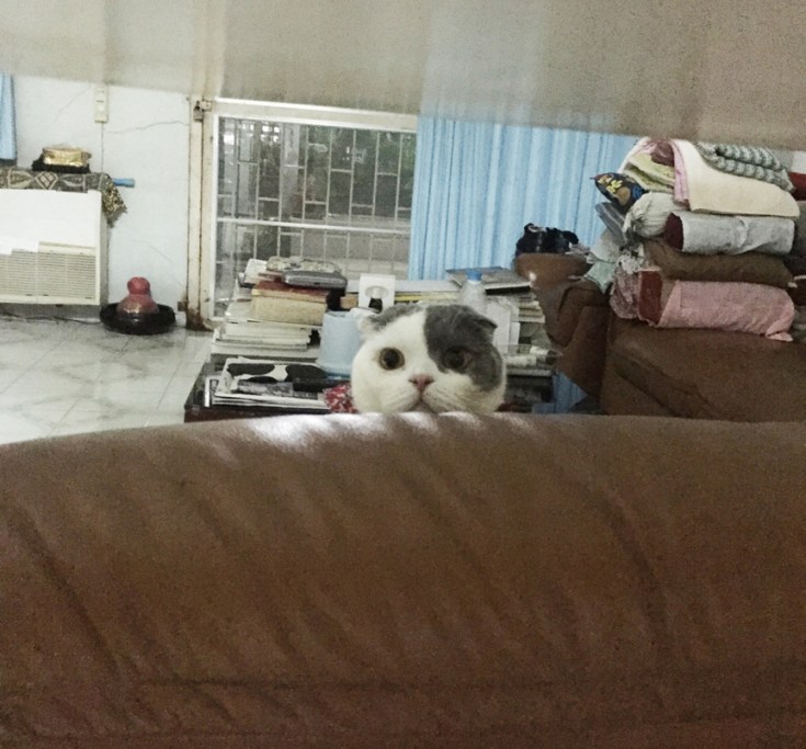 แมวชอบนอนเล่นซ่อนแอบ