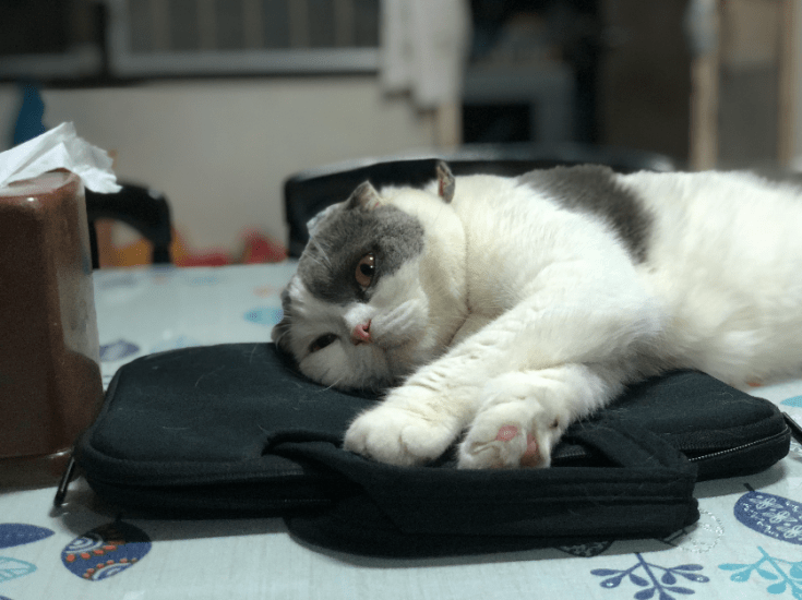 โกเมส แมวคุณชาย มานอนเล่นบนโต๊ะกินข้าว 