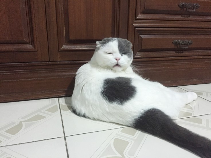 แมวคิดถึงเรามั้ยเวลาห่างกัน