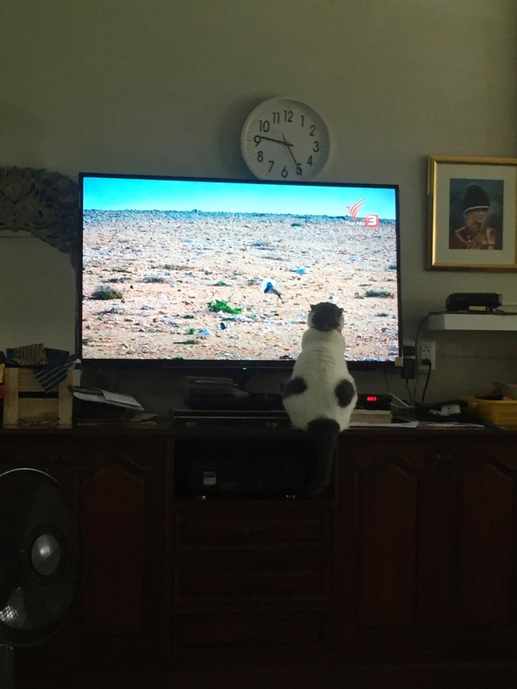 โกเมสแมวคุณชายนั่งดูทีวีคนเดียว