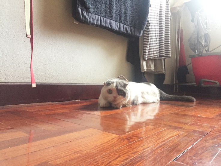 โกเมสแมวชอบเล่นคนเดียว