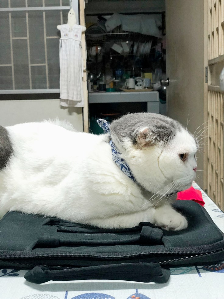 โกเมสแมวขึ้นมานั่งข้างๆ บนโต๊ะ