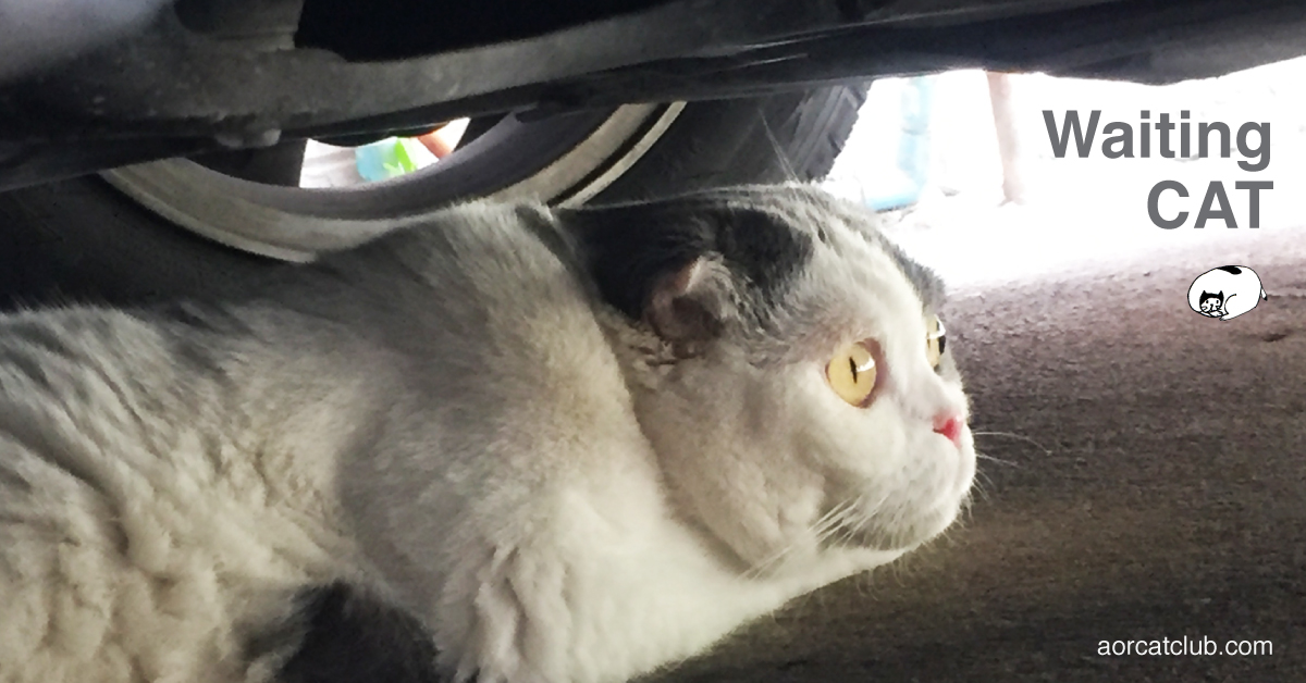 Gomezcat แมวนั่งรอการกลับบ้าน