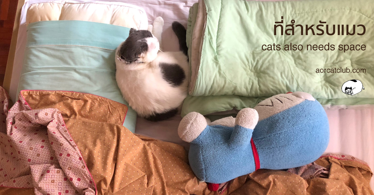 แมวโกเมสชอบนอนที่แปลกๆ