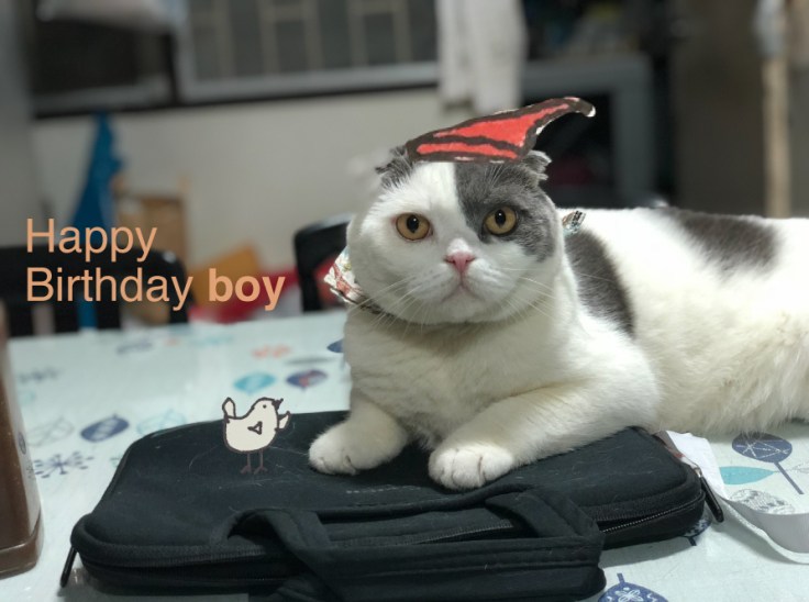 แมวก้าวสู่วัยหนุ่มกลางคนเมื่ออายุ 5 ขวบ 