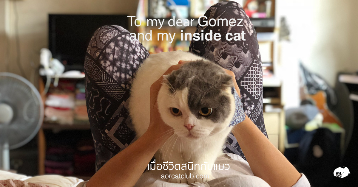 แมวเป็นหนุ่มอายุ 5 ขวบ