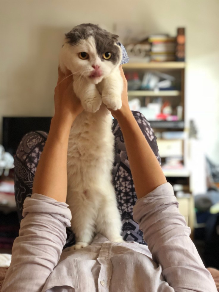 โกเมสแมวคุณชายวัย 5 ขวบ