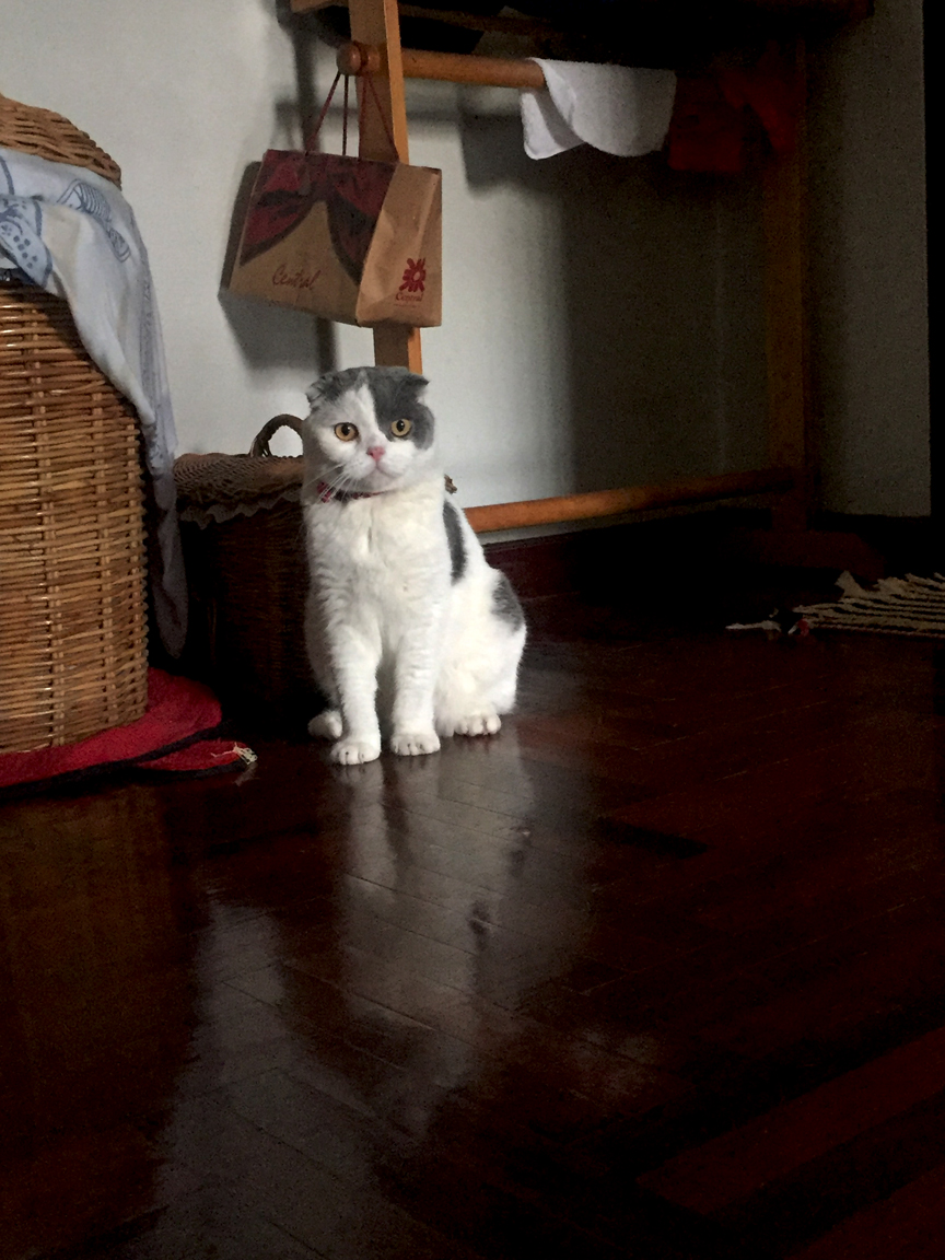 แมวเก็บตัวไม่ชอบคนแปลกหน้า