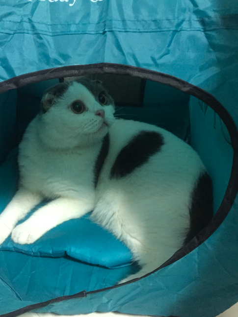 แมวหนีคนแปลกหน้า