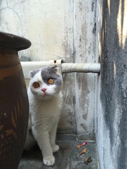 วิธีฝึกแมวโตให้กลัวคนน้อยลง