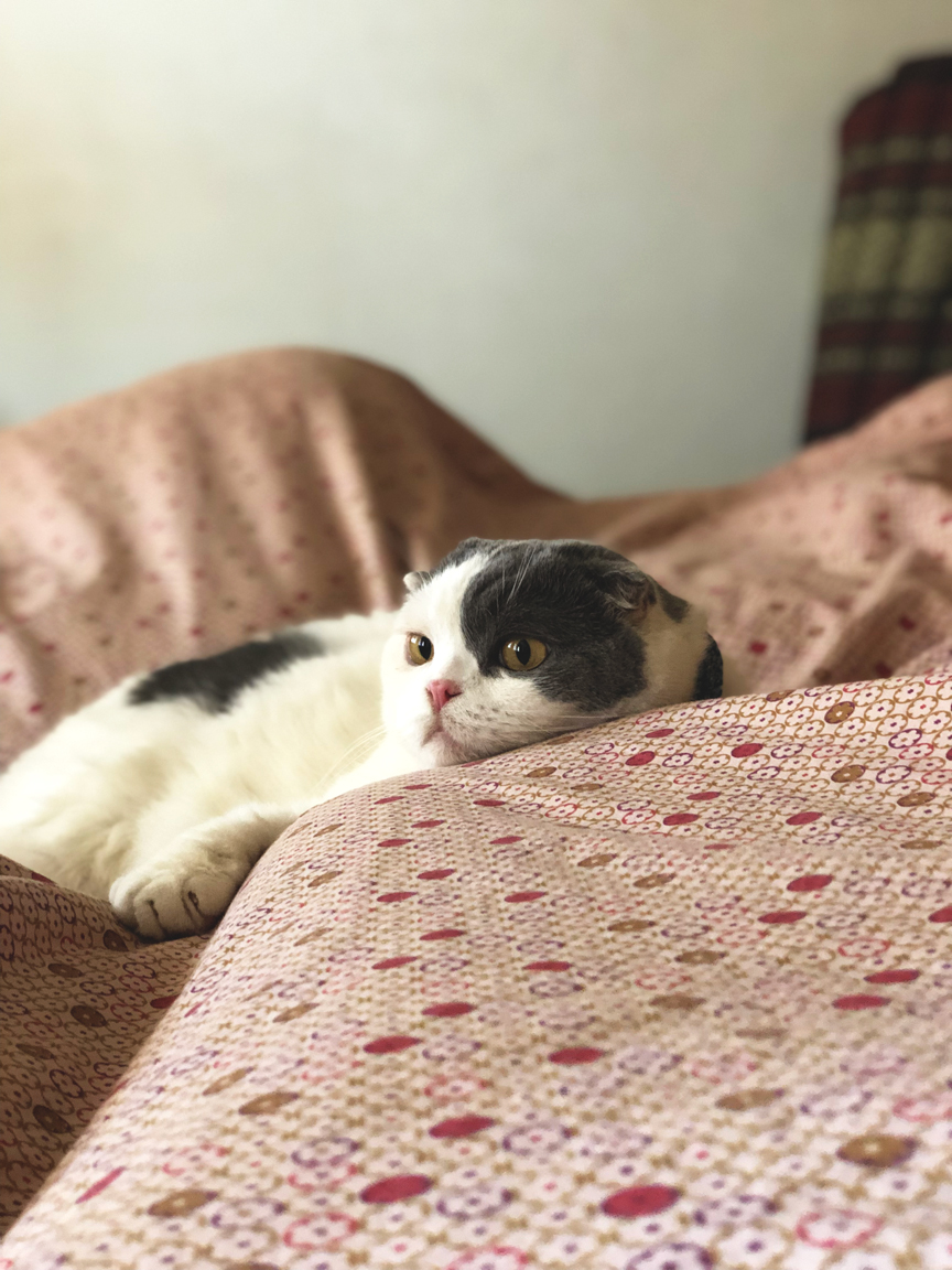 ฝึกแมวเข้าสังคม