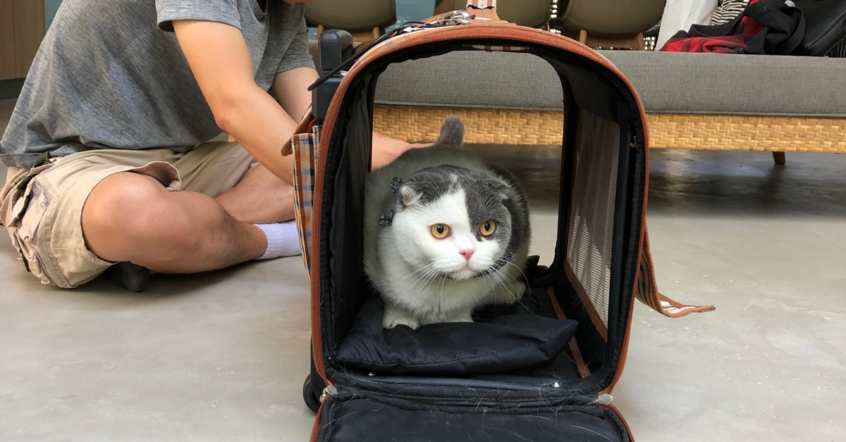 แมวกลัวคนแปลกหน้า