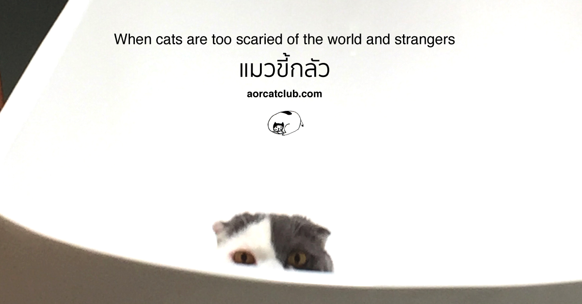 ทำไงดีแมวกลัวคนมากๆ