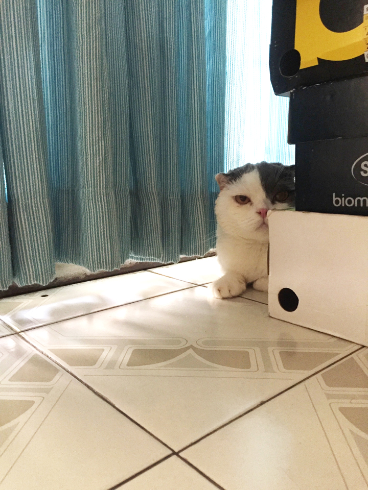 ฝึกแมวให้คุ้นเสียงดัง