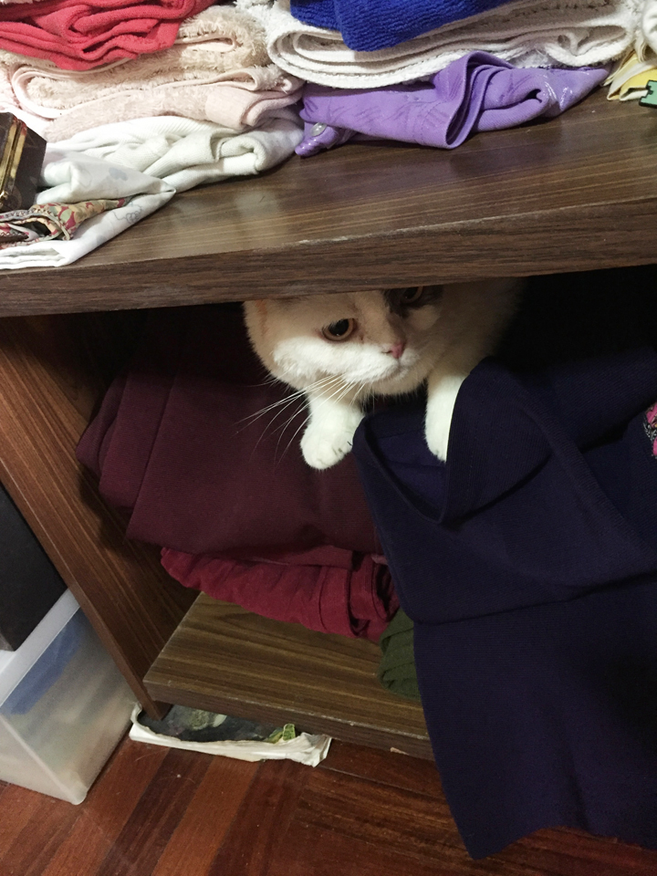 แมวตกใจเสียงพลุจนต้องหาที่ซ่อน