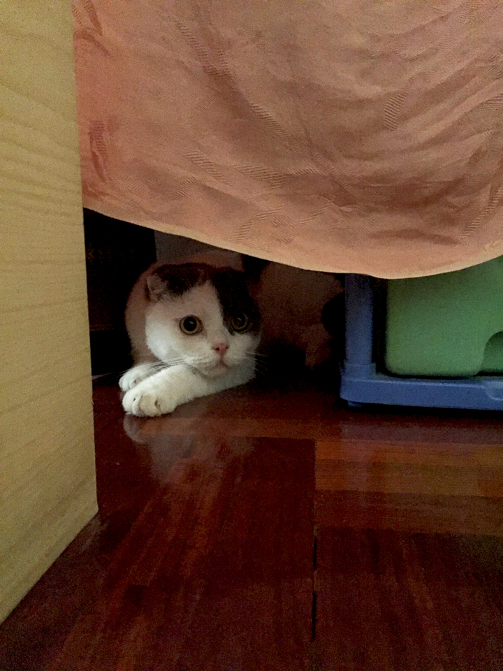 ที่ซ่อนของแมว