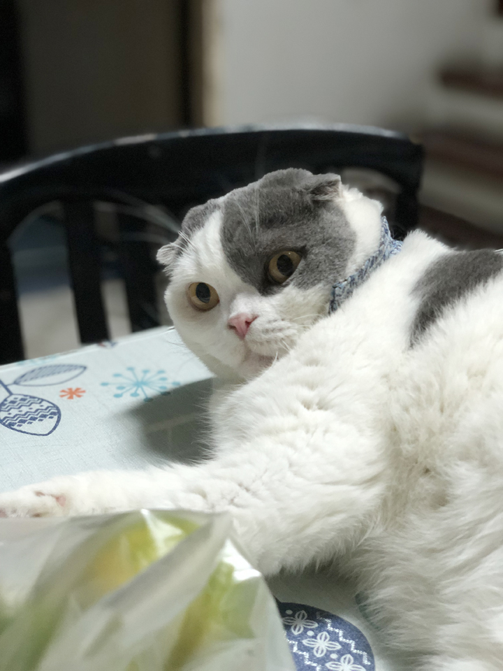 วิธีทำให้แมวไม่ตกใจเสียงดังของพลุหรือประทัด