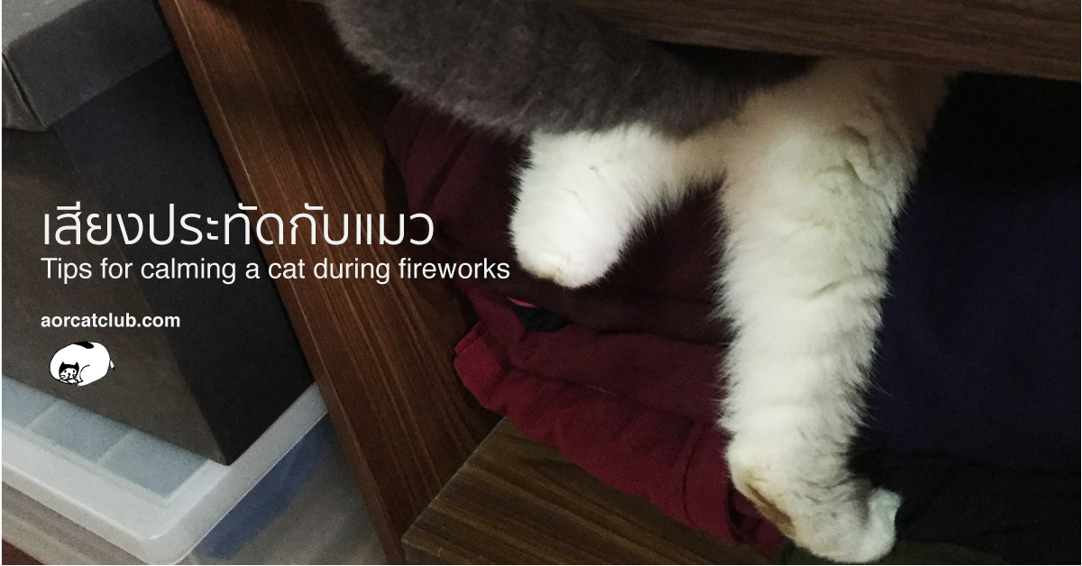 วิธีดูแลแมวจากเสียงพลุหรือเสียงประทัด