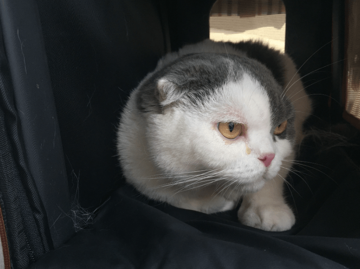 แมวเศร้าได้จากหลายเรื่อง