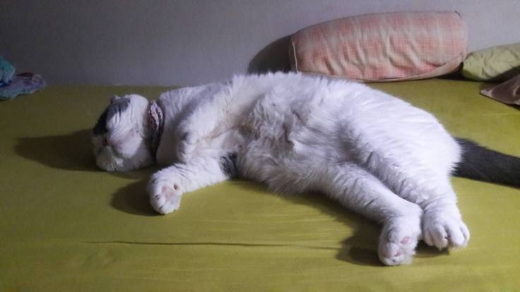 ถ้าแมวเศร้า แมวจะนอนเยอะกว่าเดิมแบบไม่อยากทำอะไร