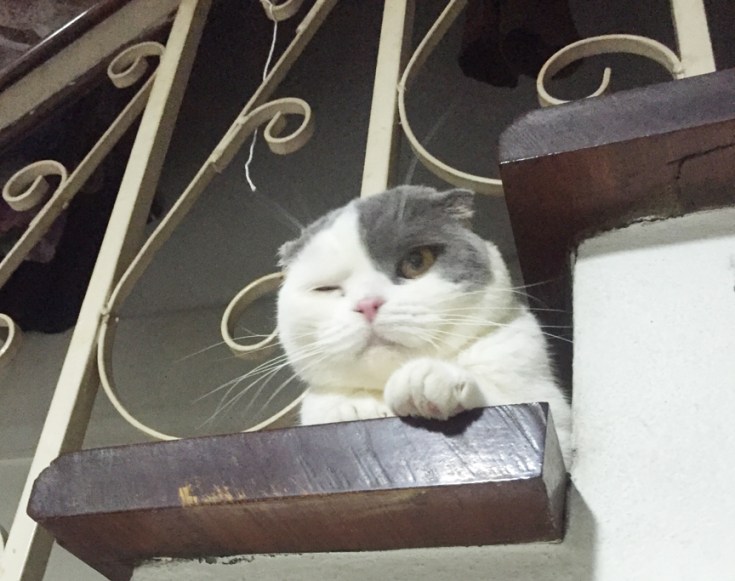 แมวหรี่ตาข้างเดียวก็เป็นนะ