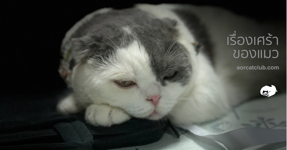 อะไรทำให้แมวเศร้า