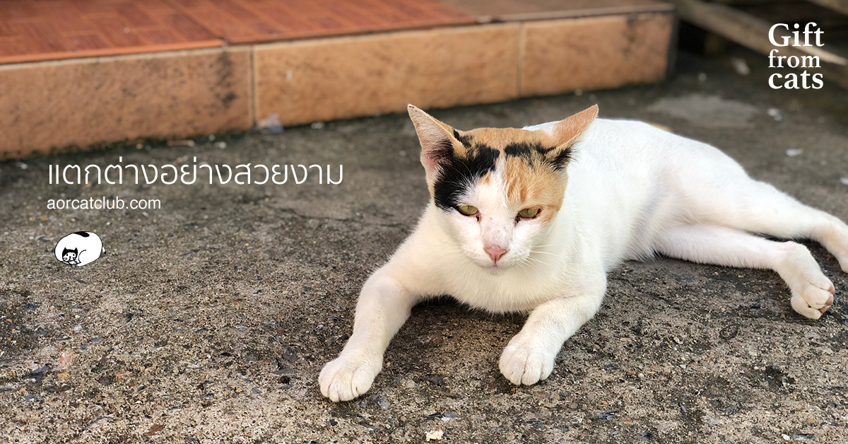 ข้อคิดจากแมวสามสี