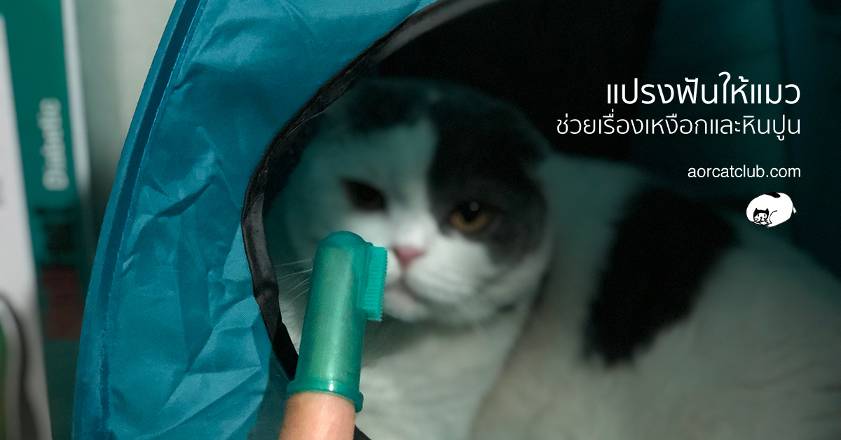 แมวเหงือกอักเสบ