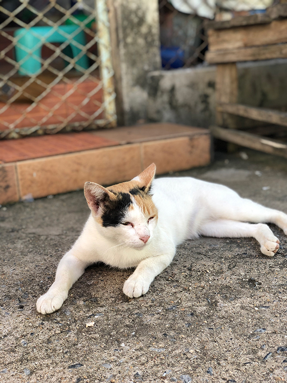 แมวสามสีที่สีขาวเยอะ