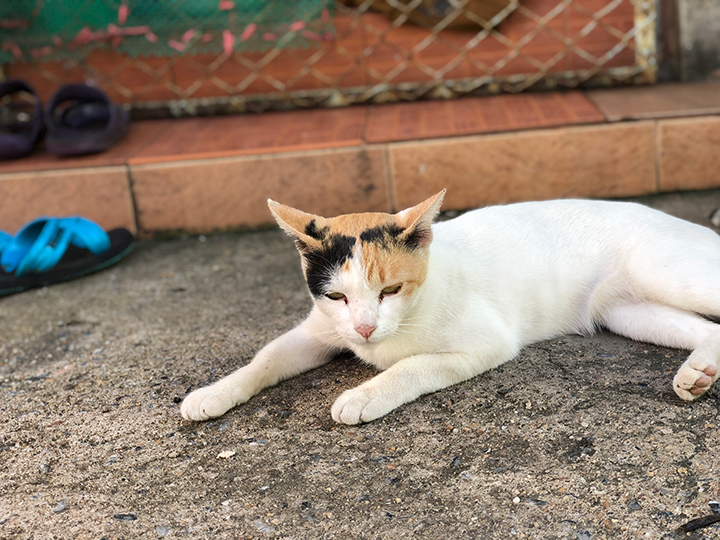 แมวสามสีที่เกือบเป็นแมวขาว