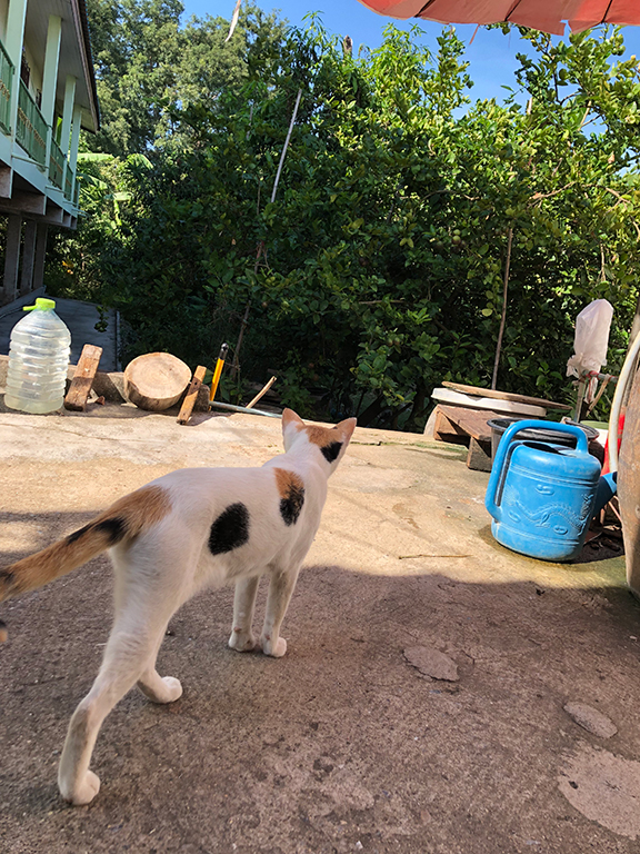 แมวสามสีเชื่องมาก