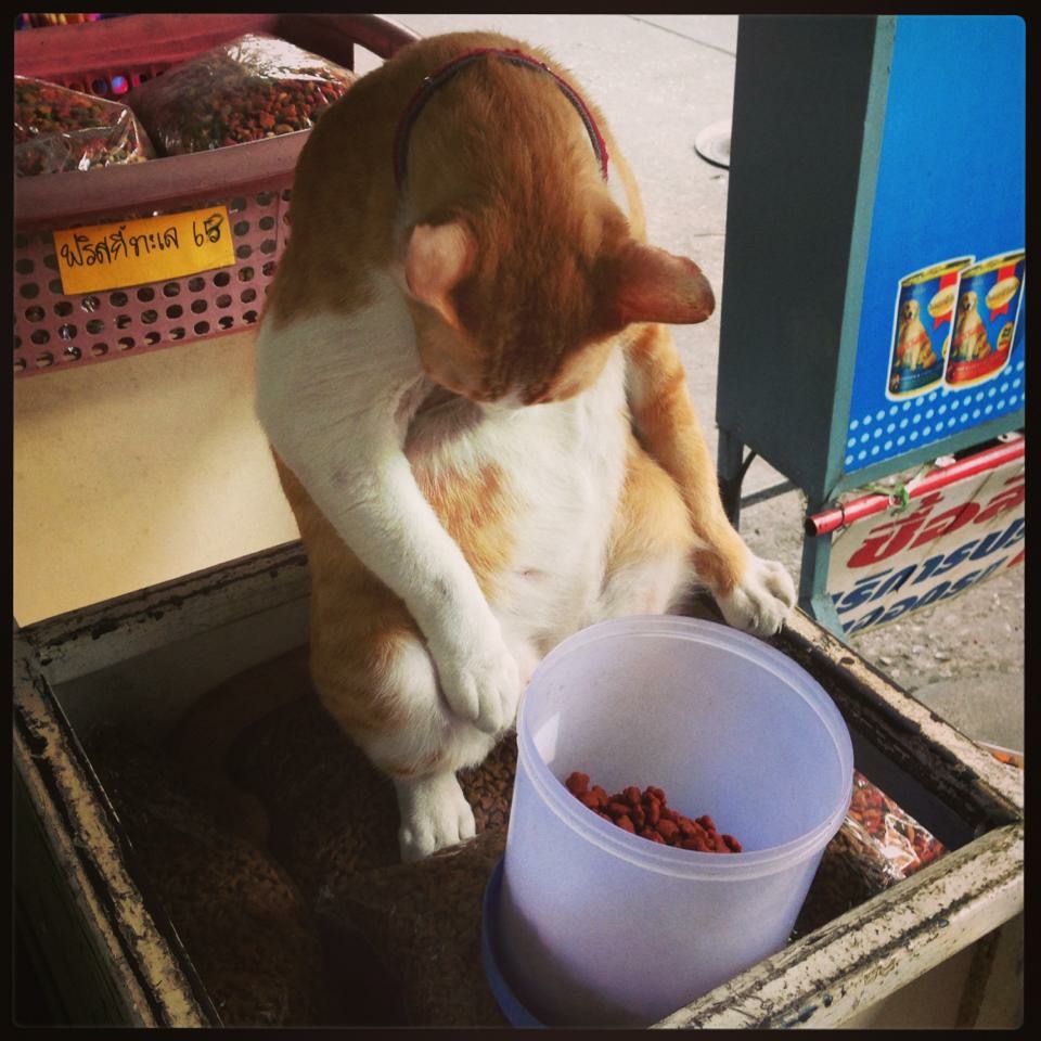 ร้านเพ็ทช็อปชอบเลี้ยงแมวหมา