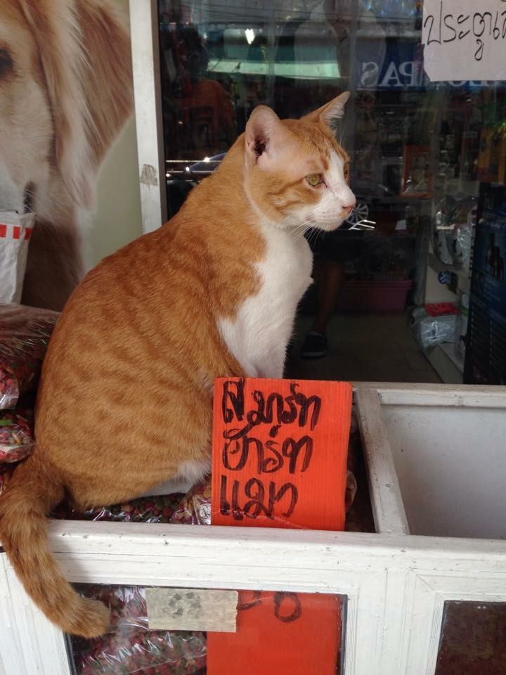 ชอบร้านเพ็ทช็อปที่ใจดีกับแมว มีเมตตากับสัตว์