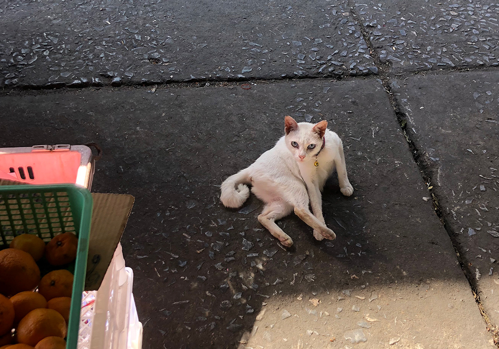 แมวขาวมณีขี้เล่นขี้อ้อน