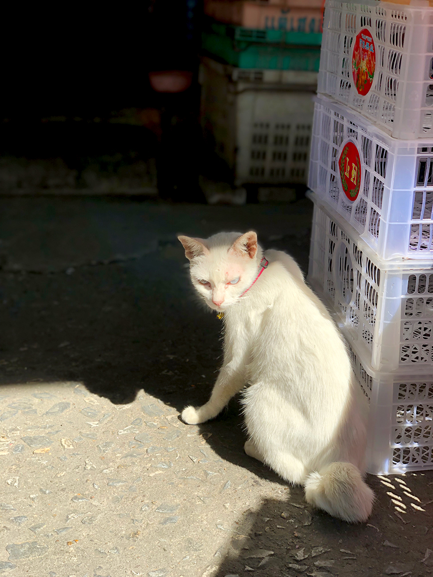 แมวขาวมณีน่ารักเชื่องมาก