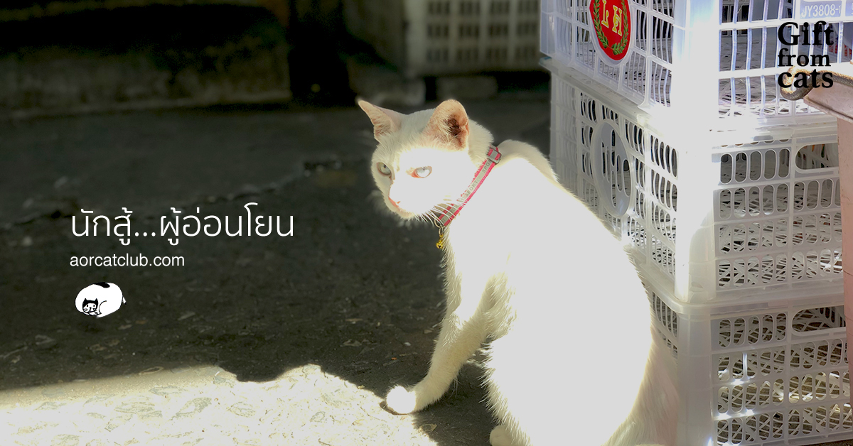 สัณชาตญาณแมว