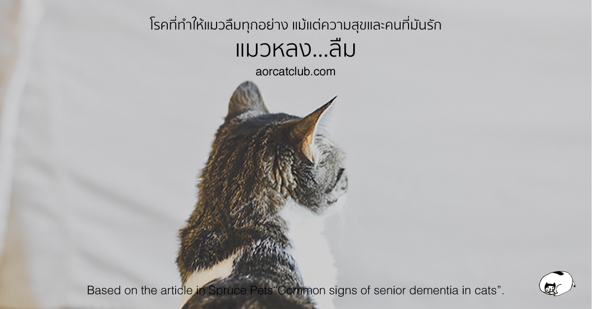 แมวแก่เป็นโรคสมองเสื่อมได้เหมือนคน