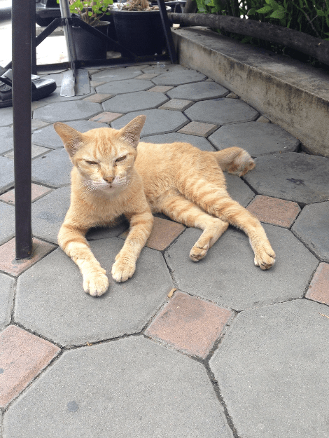 แมวแก่เริ่มหลงเหมือนคนแก่