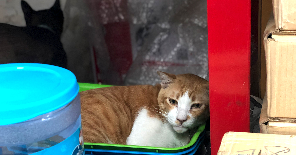 เจ้าของเพ็ทช็อป TU petshop เลี้ยงแมวดีมาก