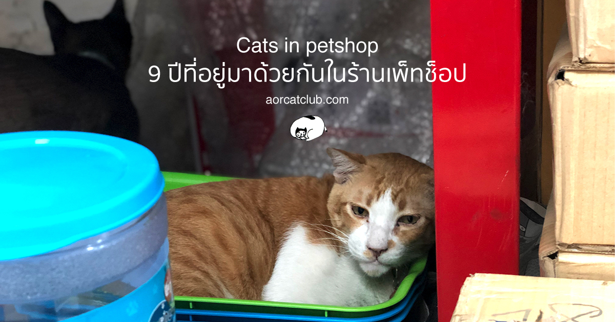 แมวจรในร้านขายของ