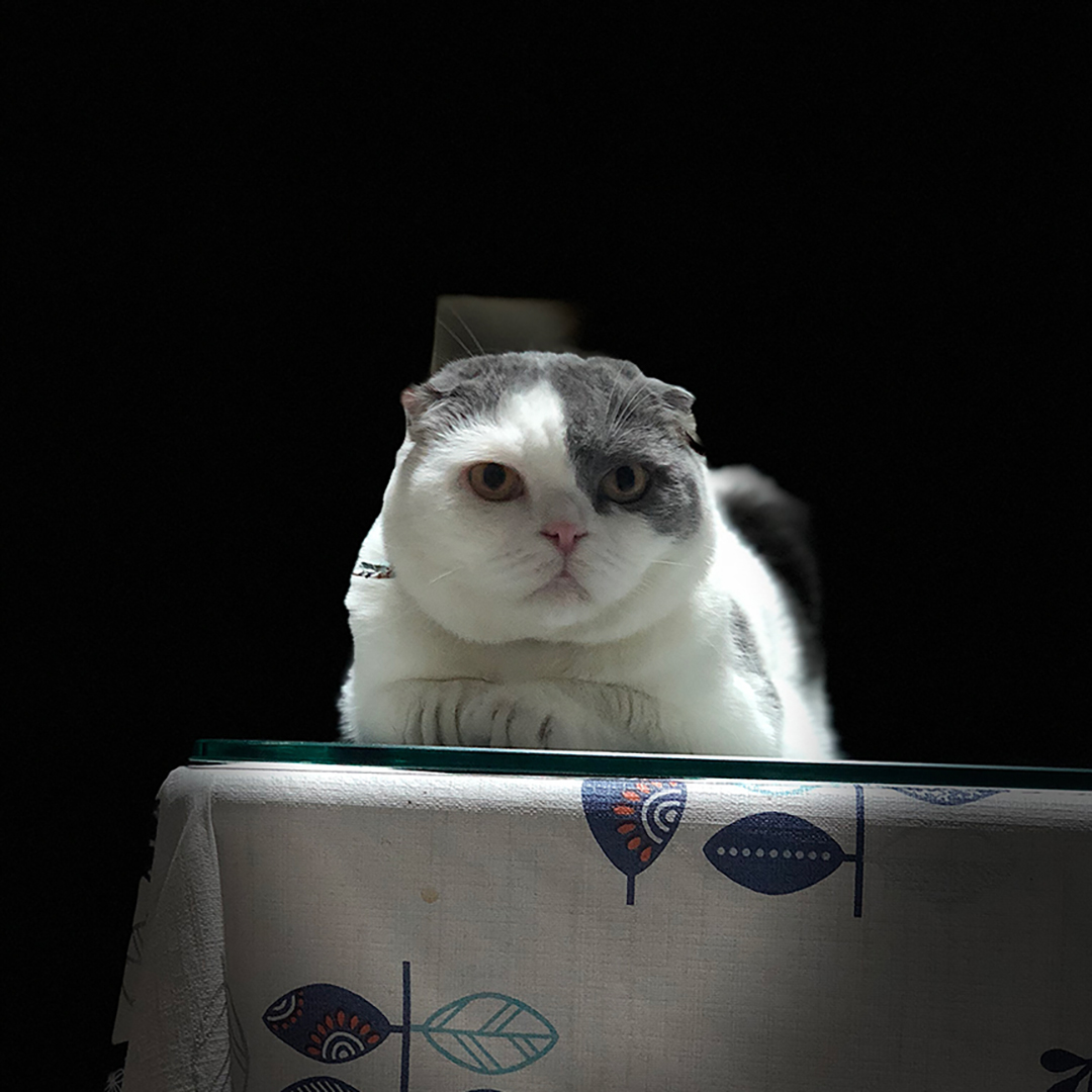 โกเมส เป็นแมวที่ชอบให้มีระยะห่าง 