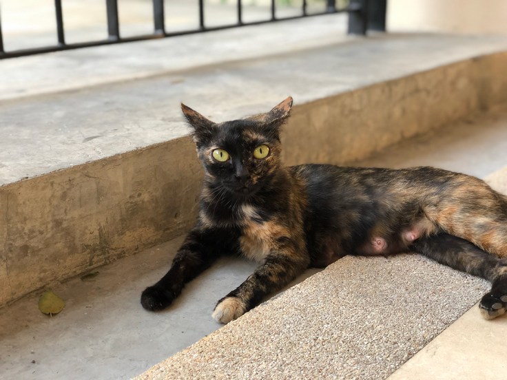 เลี้ยงแมวนอกบ้าน