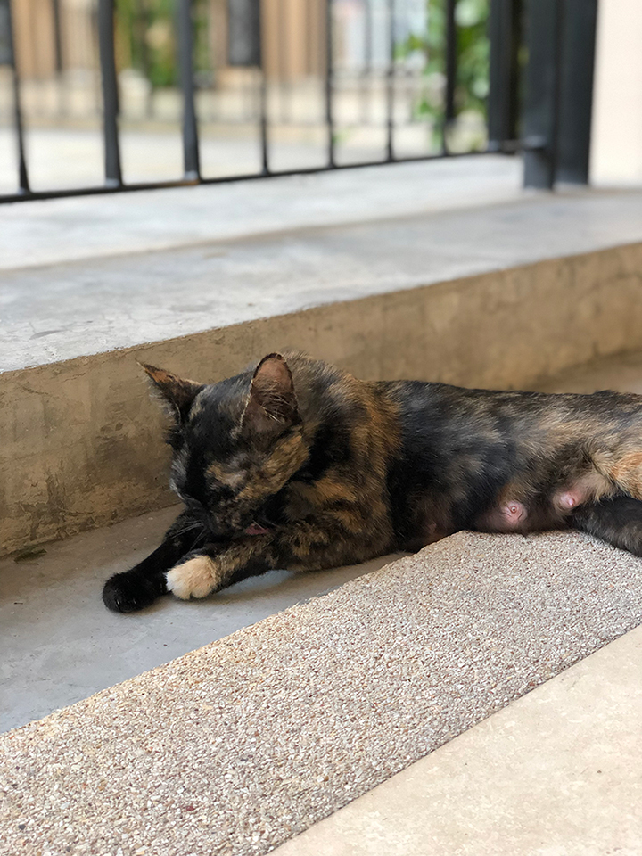 เลี้ยงแมวแบบปล่อย