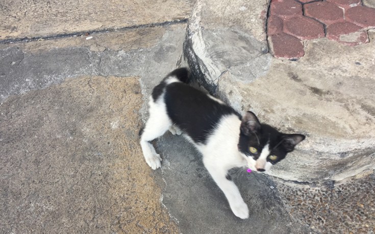 เลี้ยงแมวนอกบ้าน