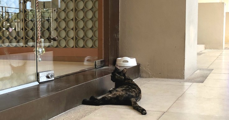 เลี้ยงแมวนอกบ้าน